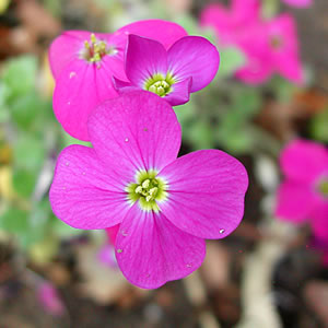 Aubrieta deltoidea Whitewell Gem